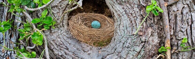 a birds nest with a single blue egg, propped in a hole in a tree framed by leaves