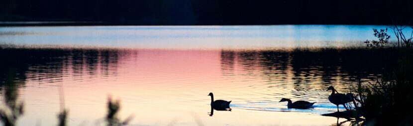 picture of three water fowl swimming across a lake at sunset or sunrise